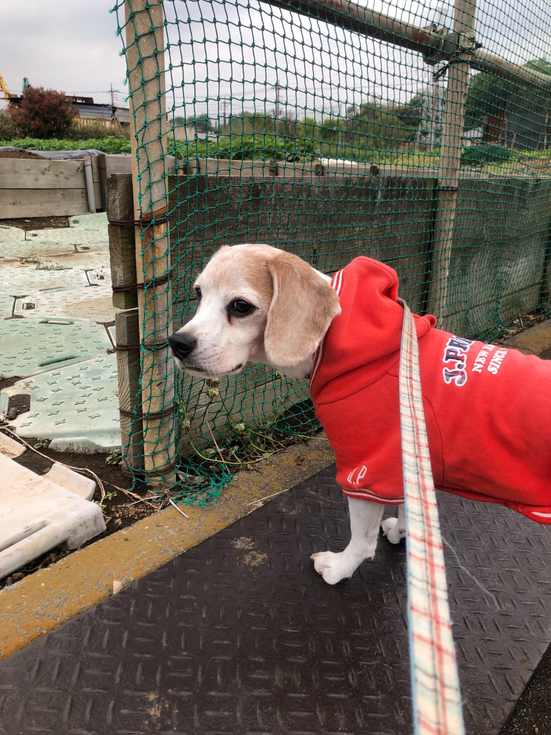 Information Exchange About Pet Dogs Review Site Among Owners Onedog Today S Doggies 狂犬病の予防接種前にお散歩